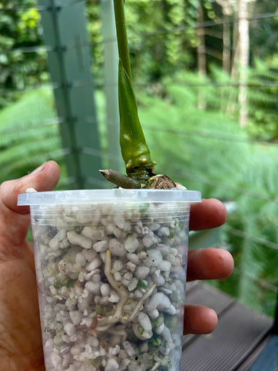 Anthurium Guatemalan species + Crystallinum x Guat - Two Plants