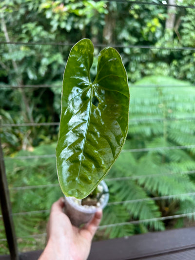 Anthurium Guatemalan species + Crystallinum x Guat - Two Plants