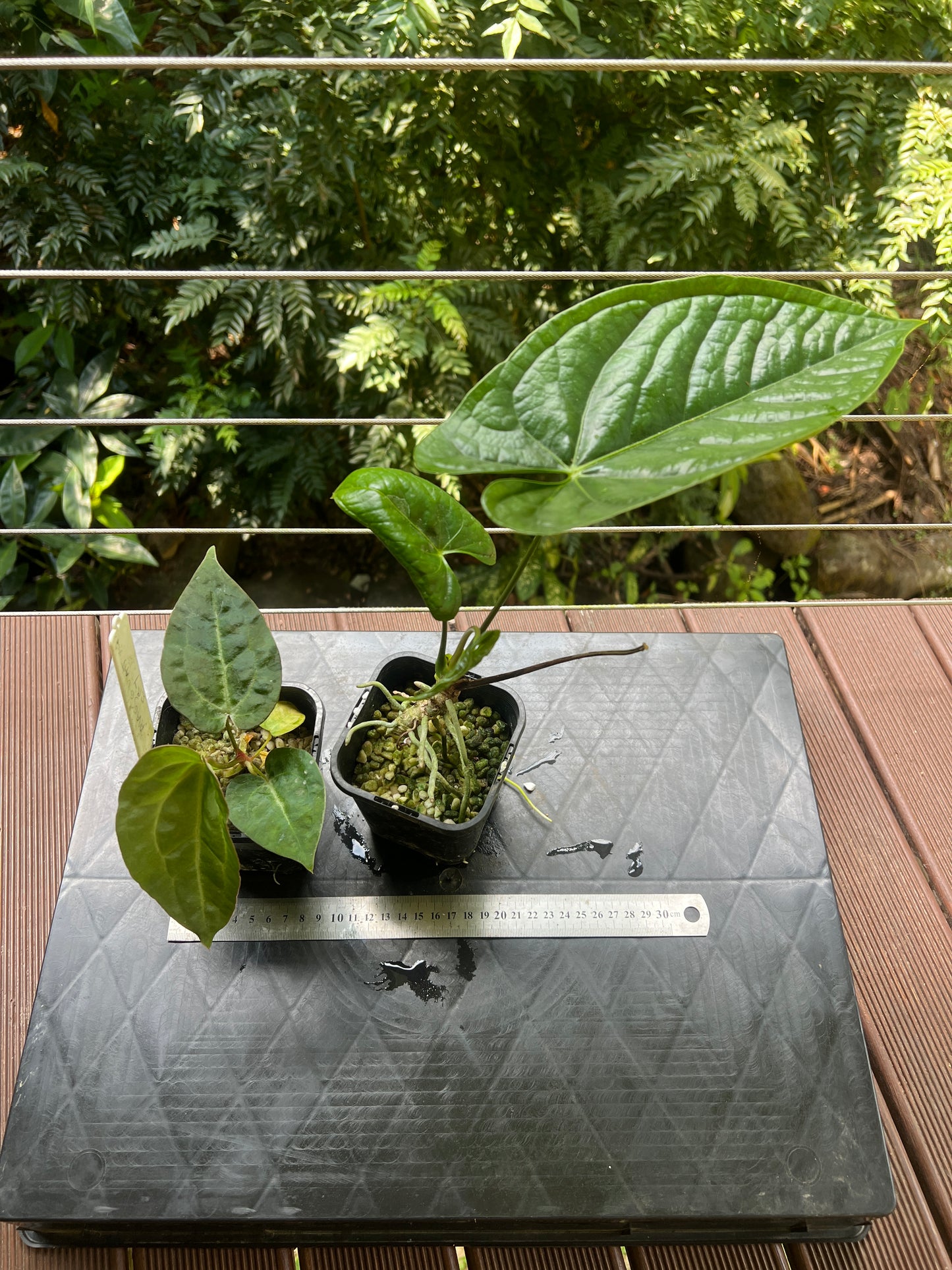 Anthurium Guatamalan Hybrid (Mag x Guat x Dark Crystal) + Guatamalan Species