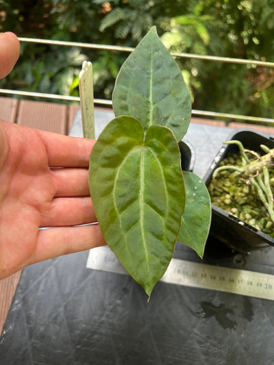 Anthurium Guatamalan Hybrid (Mag x Guat x Dark Crystal) + Guatamalan Species