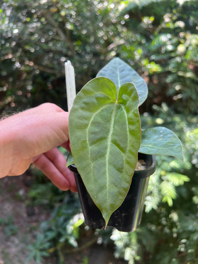 Anthurium Guatamalan Hybrid (Mag x Guat x Dark Crystal) + Guatamalan Species