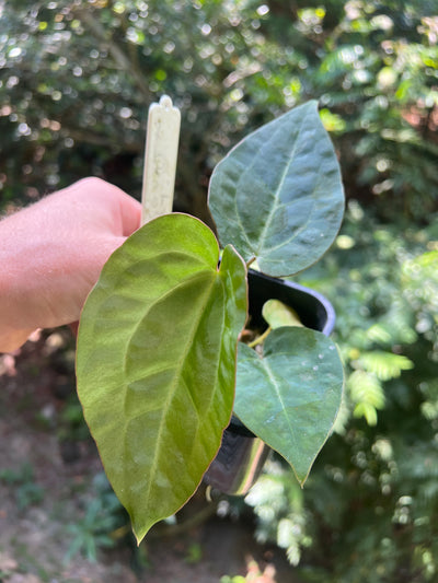 Anthurium Guatamalan Hybrid (Mag x Guat x Dark Crystal) + Guatamalan Species