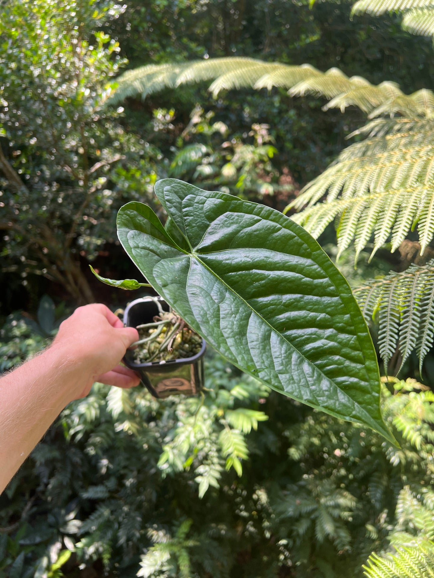 Anthurium Guatamalan Hybrid (Mag x Guat x Dark Crystal) + Guatamalan Species
