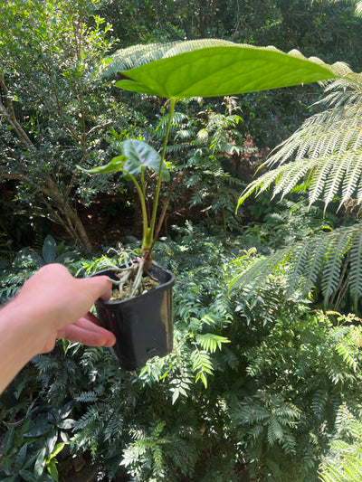 Anthurium Guatamalan Hybrid (Mag x Guat x Dark Crystal) + Guatamalan Species