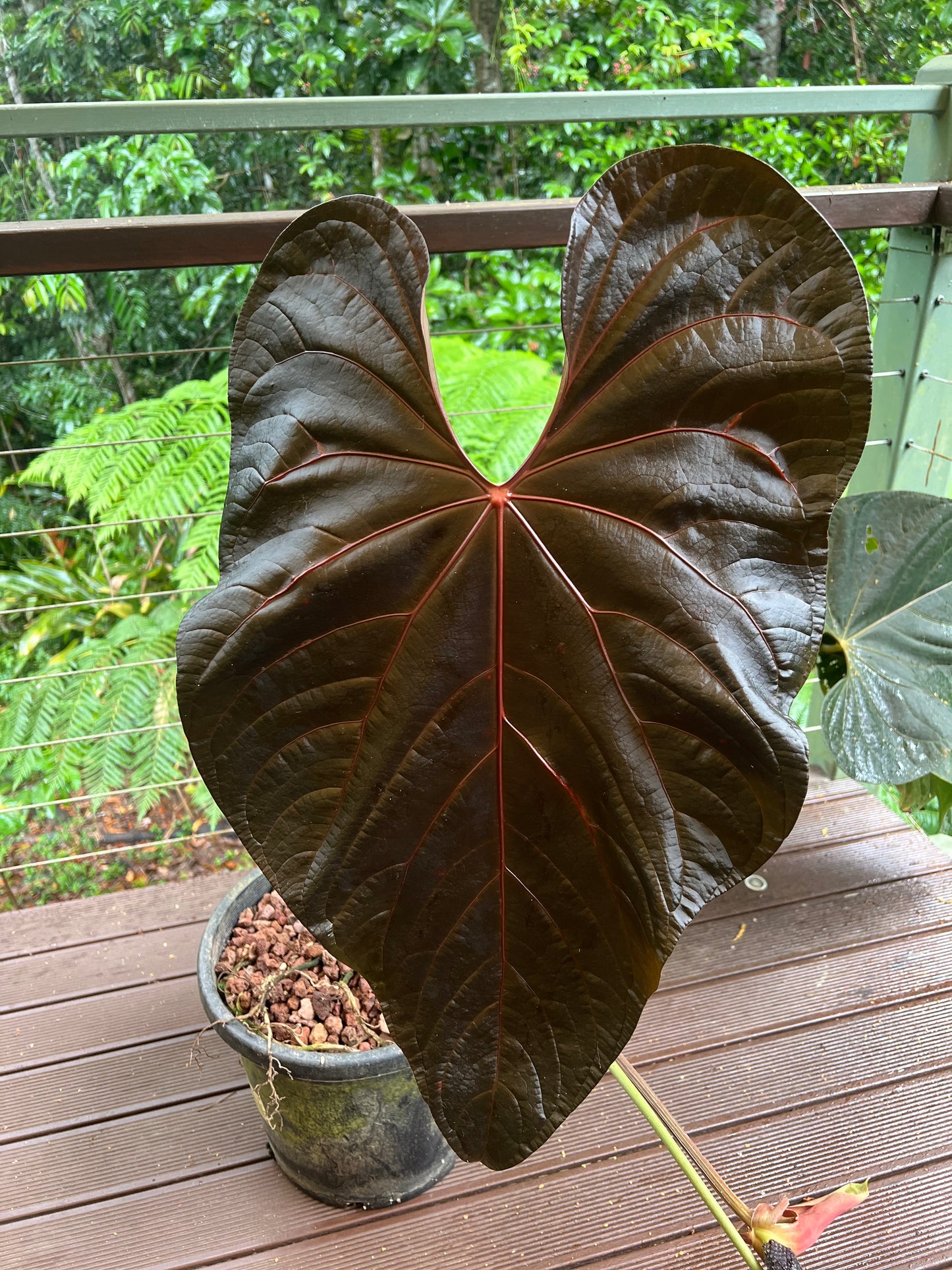 Anthurium Seed Pack x3+ Seeds Darkforgetiixbesseae x MagxMoody#4 - Only 1 Pack
