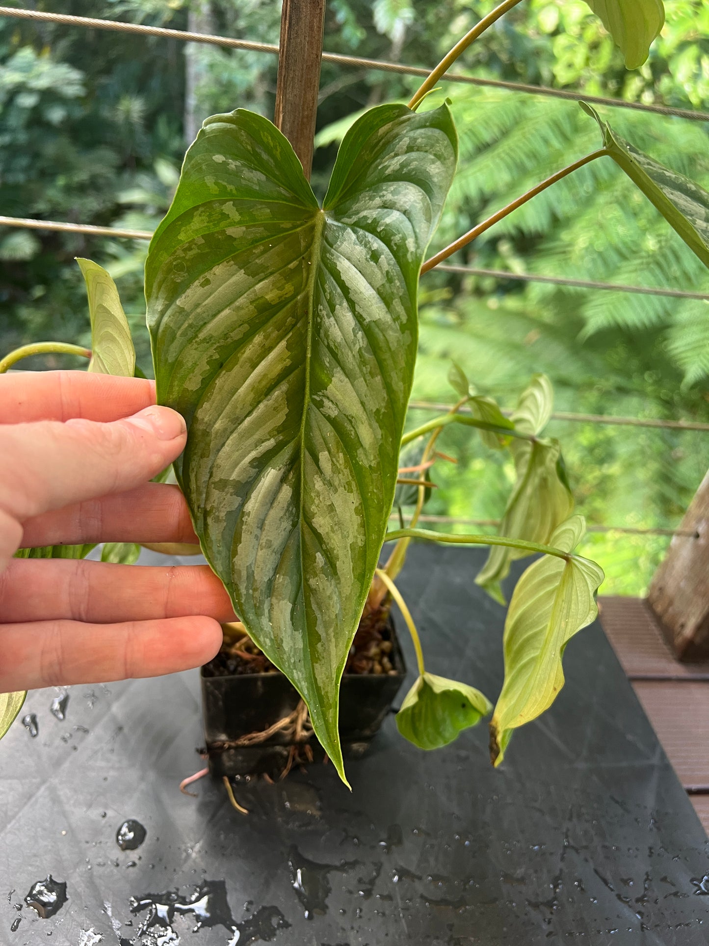 Philodendron Majestic x mamei -  x2 Plants
