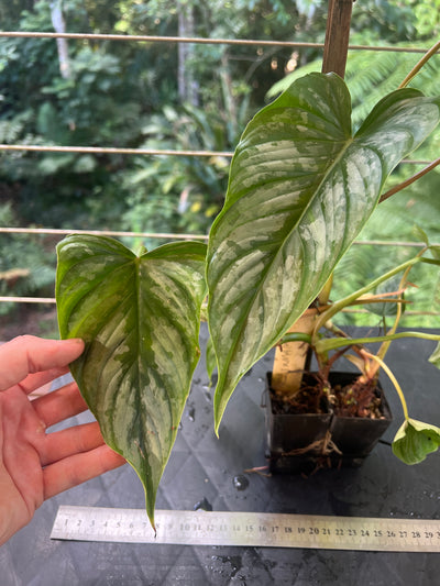 Philodendron Majestic x mamei -  x2 Plants