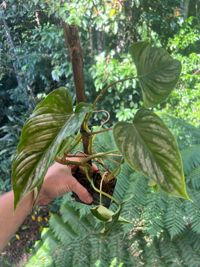Philodendron Majestic x mamei -  x2 Plants