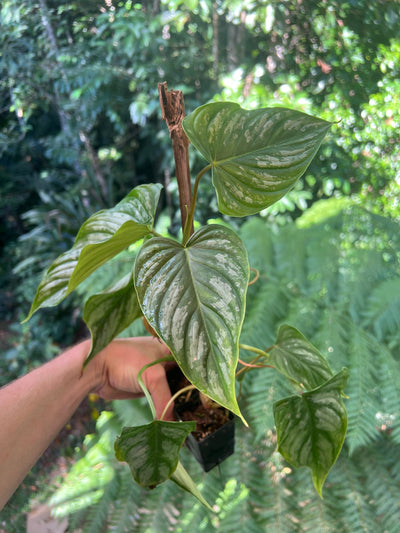 Philodendron Majestic x mamei -  x2 Plants