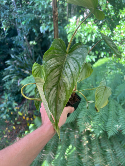 Philodendron Majestic x mamei -  x2 Plants