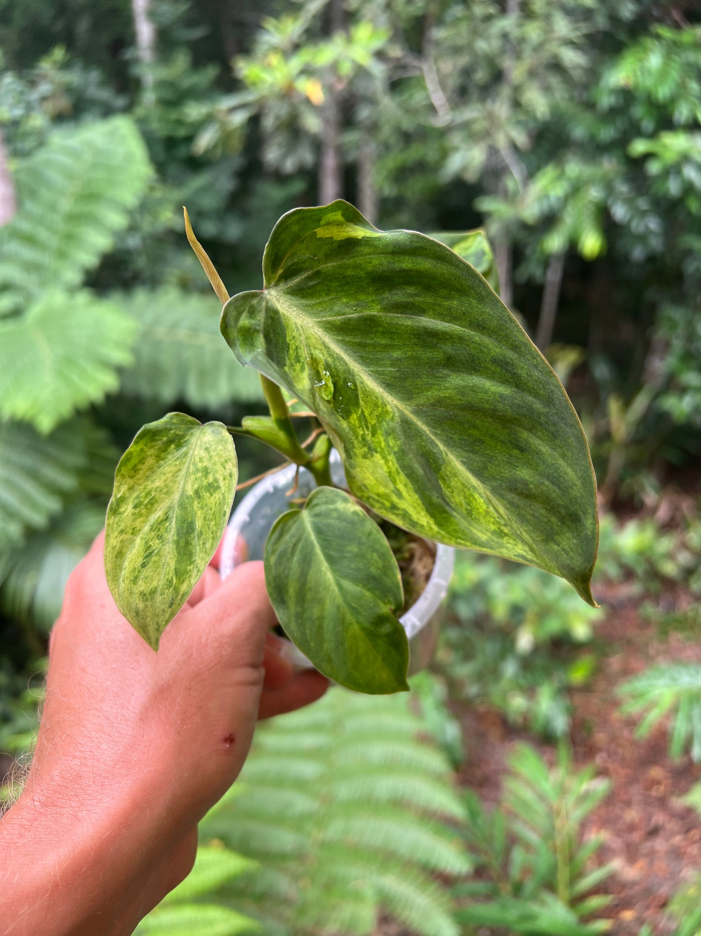 Philodendron majestic x glorious Velvet & Variegated! Only One