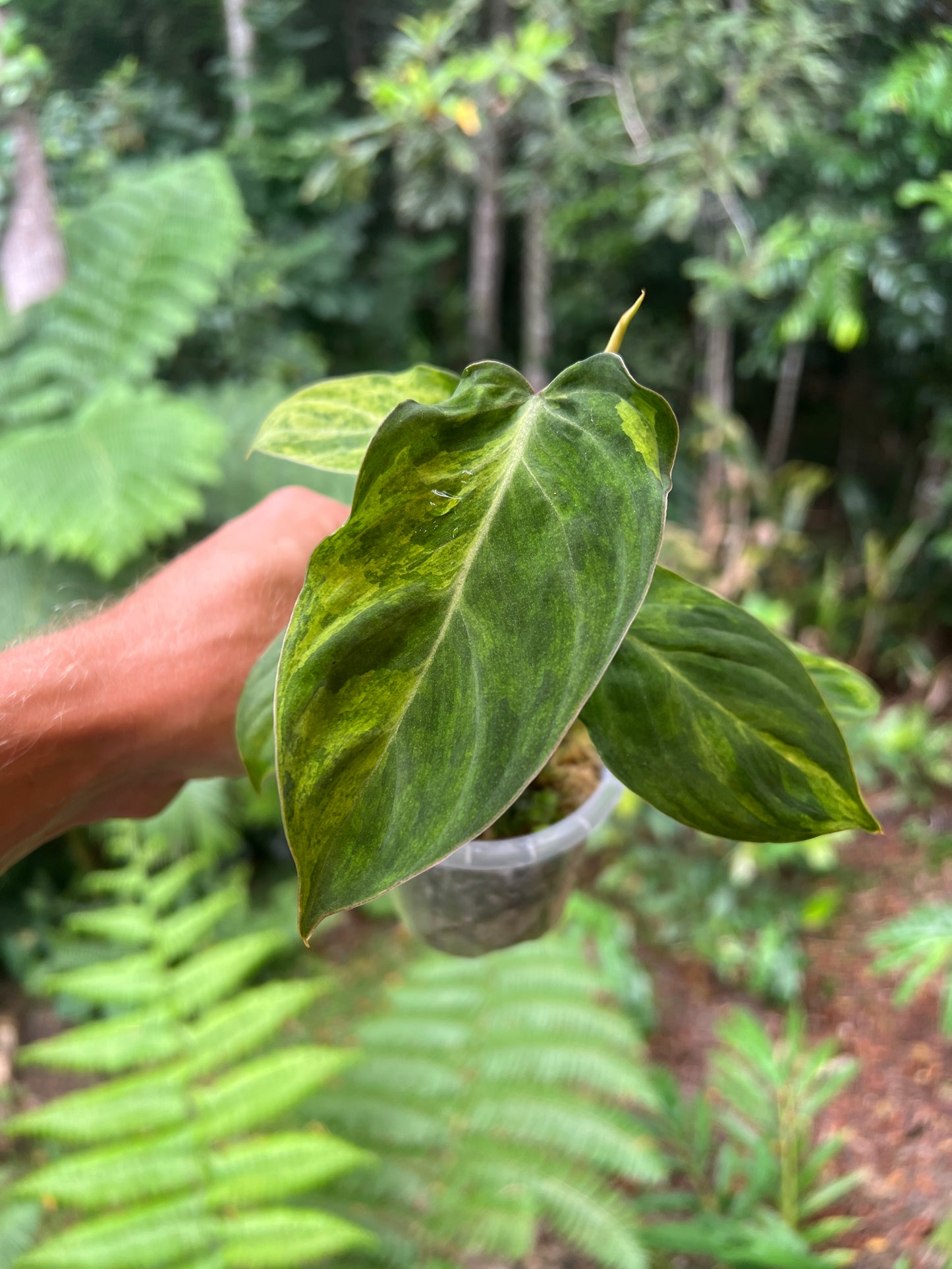 Philodendron majestic x glorious Velvet & Variegated! Only One