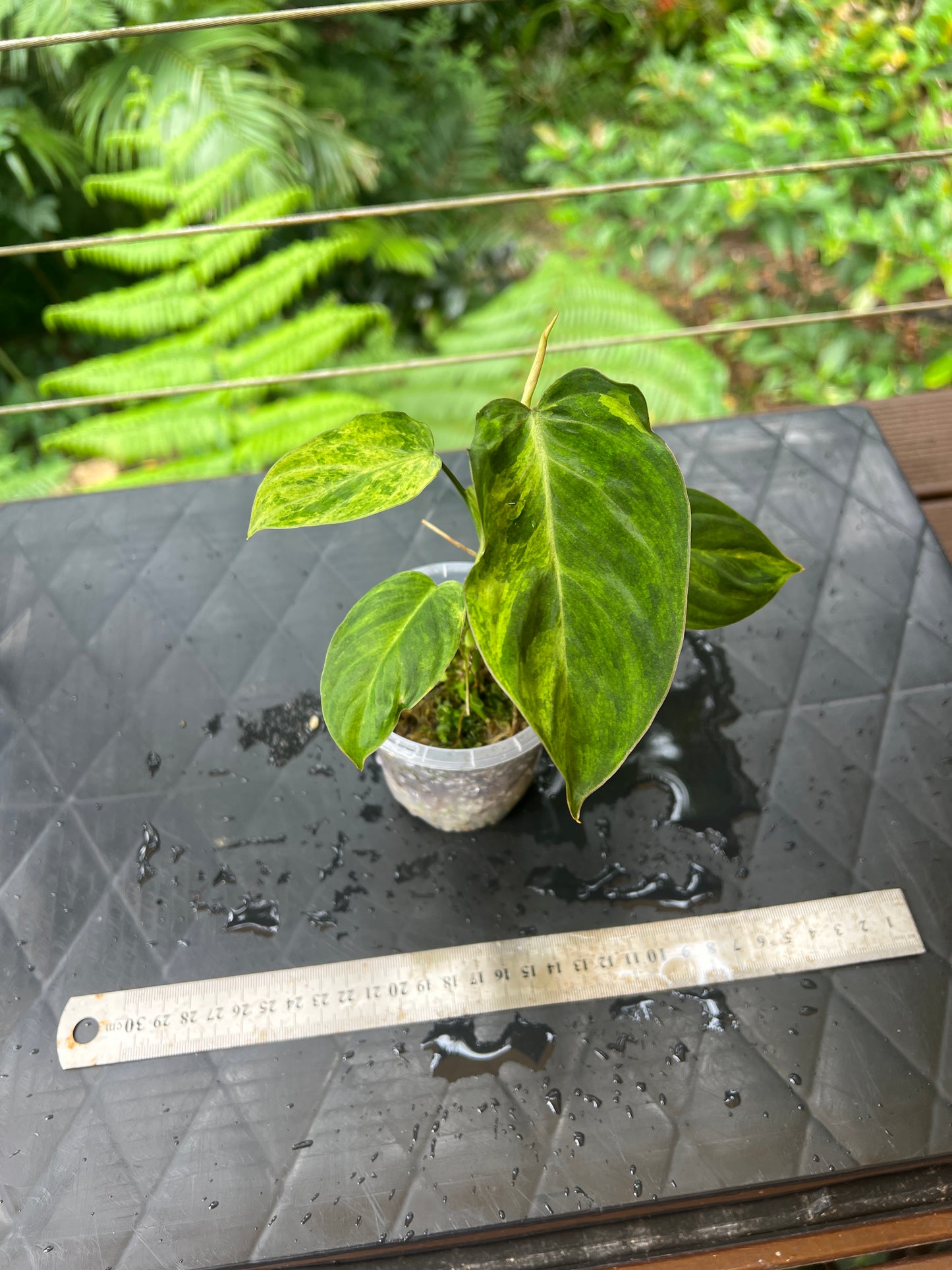 Philodendron majestic x glorious Velvet & Variegated! Only One