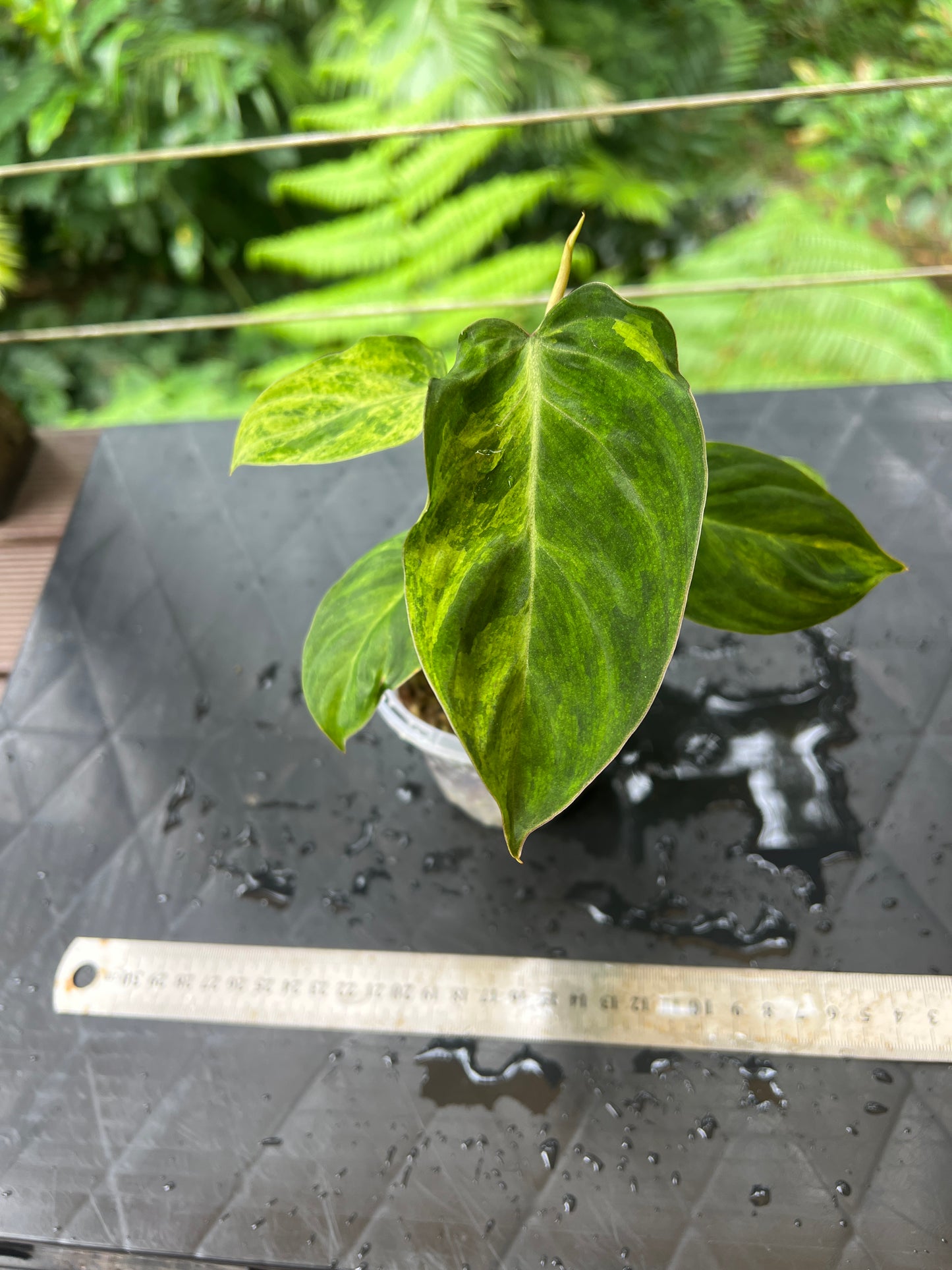 Philodendron majestic x glorious Velvet & Variegated! Only One