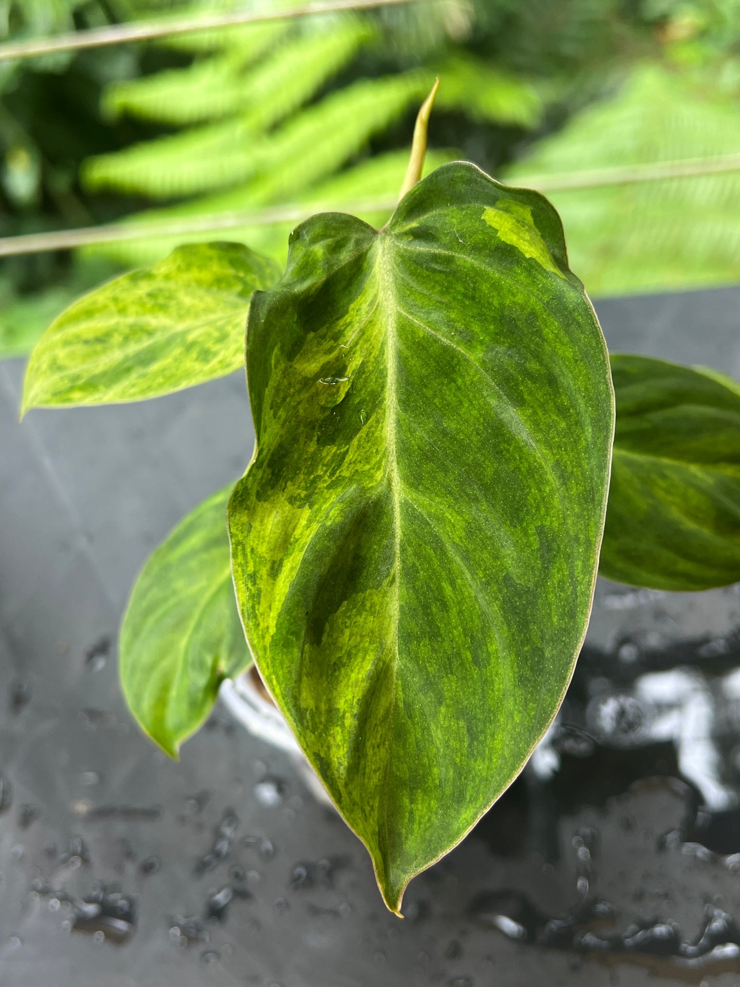 Philodendron majestic x glorious Velvet & Variegated! Only One