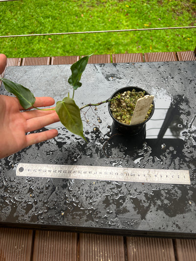 Philodendron Magic Sharon - majestic x sharoniae