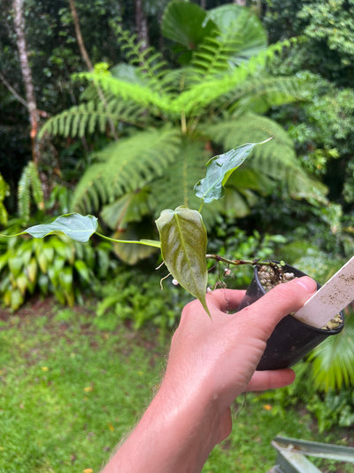 Philodendron Magic Sharon - majestic x sharoniae