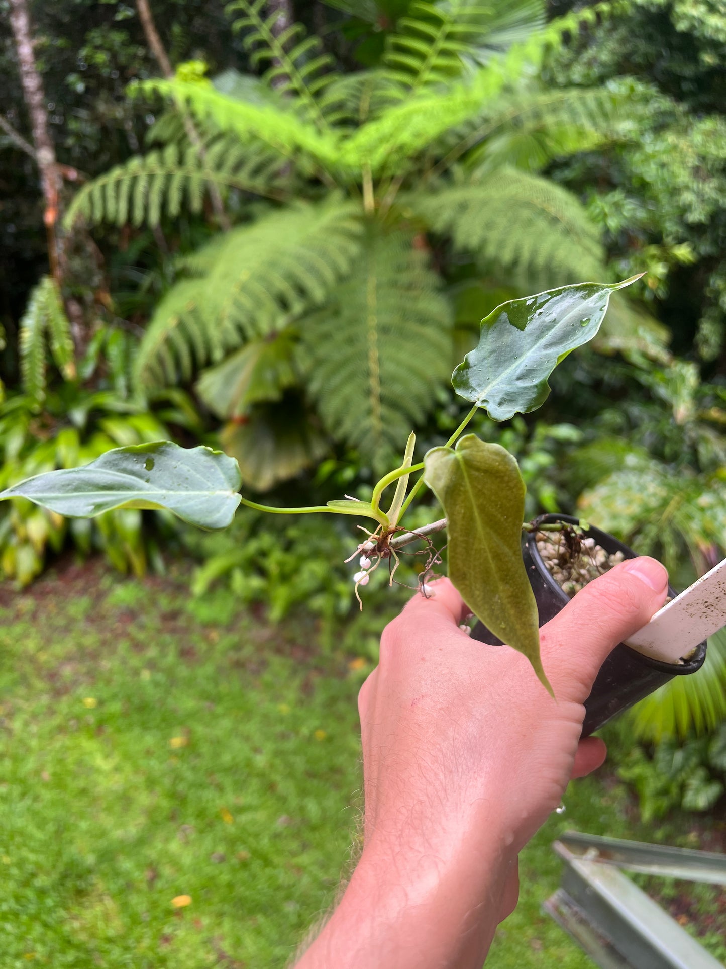 Philodendron Magic Sharon - majestic x sharoniae