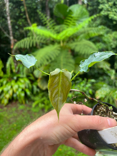 Philodendron Magic Sharon - majestic x sharoniae