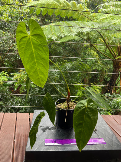 Anthurium marmoratum Large