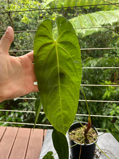 Anthurium marmoratum Large