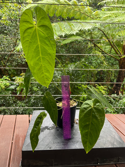 Anthurium marmoratum Large