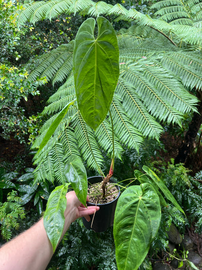 Anthurium marmoratum Large