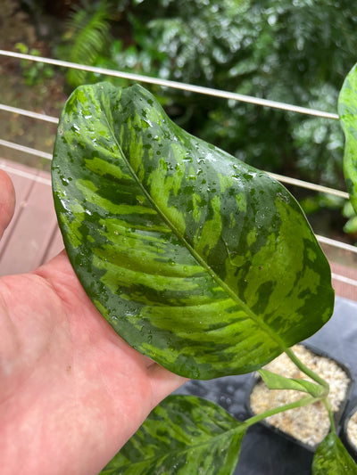 Dieffenbachia Mayan Jade x2 Plants