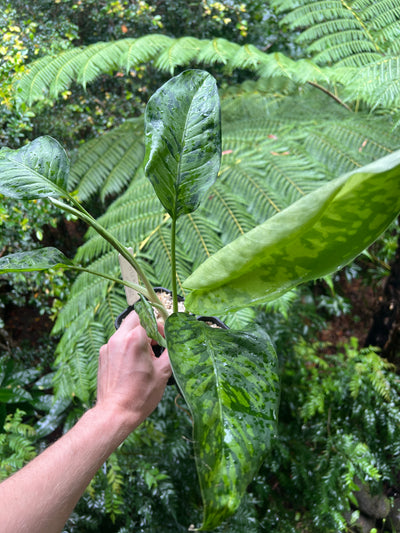 Dieffenbachia Mayan Jade x2 Plants