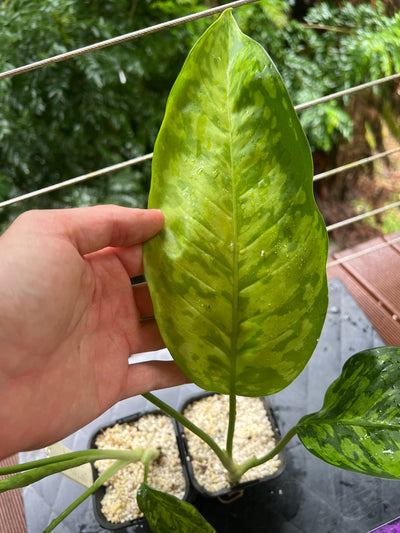 Dieffenbachia Mayan Jade x2 Plants
