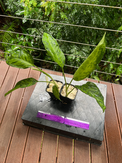 Dieffenbachia Mayan Jade x2 Plants