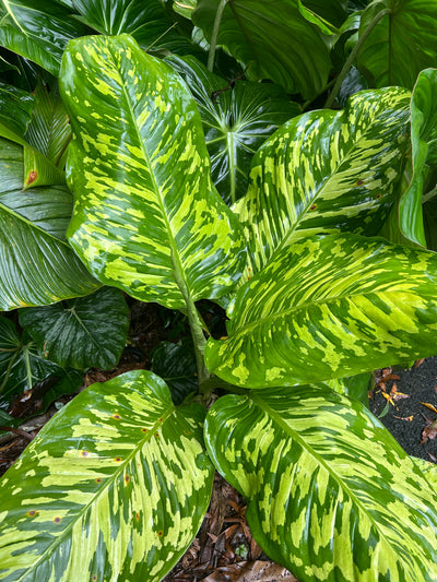Dieffenbachia Mayan Jade x2 Plants