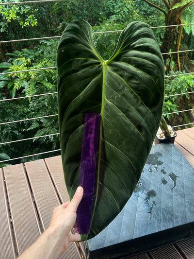Philodendron melanochrysum Mature Large Rooted Tip Cutting