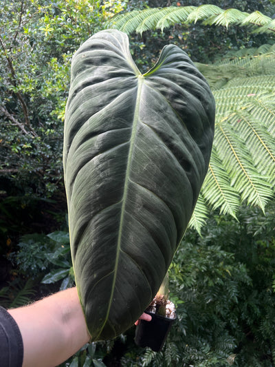 Philodendron melanochrysum Mature Large Rooted Tip Cutting