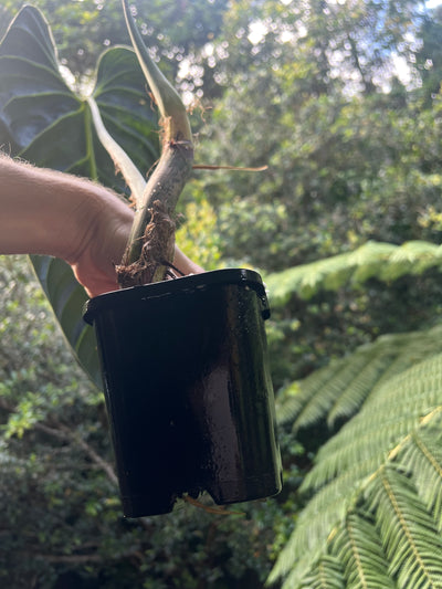 Philodendron melanochrysum Mature Large Rooted Tip Cutting
