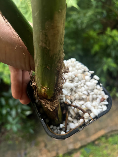 Philodendron melanochrysum Mature Large Rooted Tip Cutting