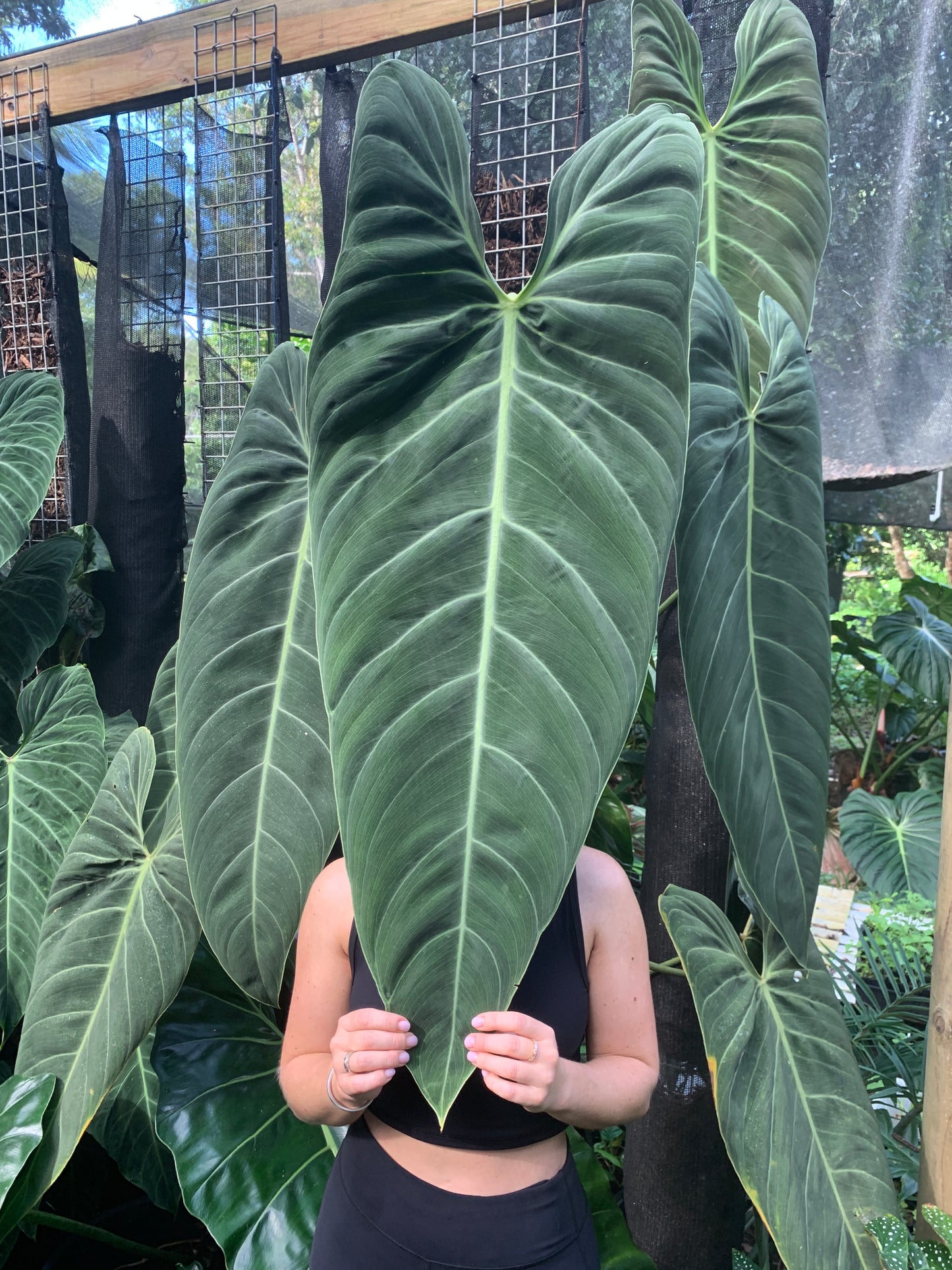 Philodendron melanochrysum x sharoniae