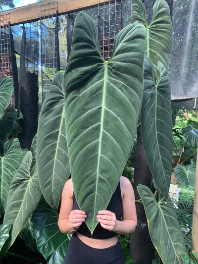 Philodendron melanochrysum x sharoniae variegated