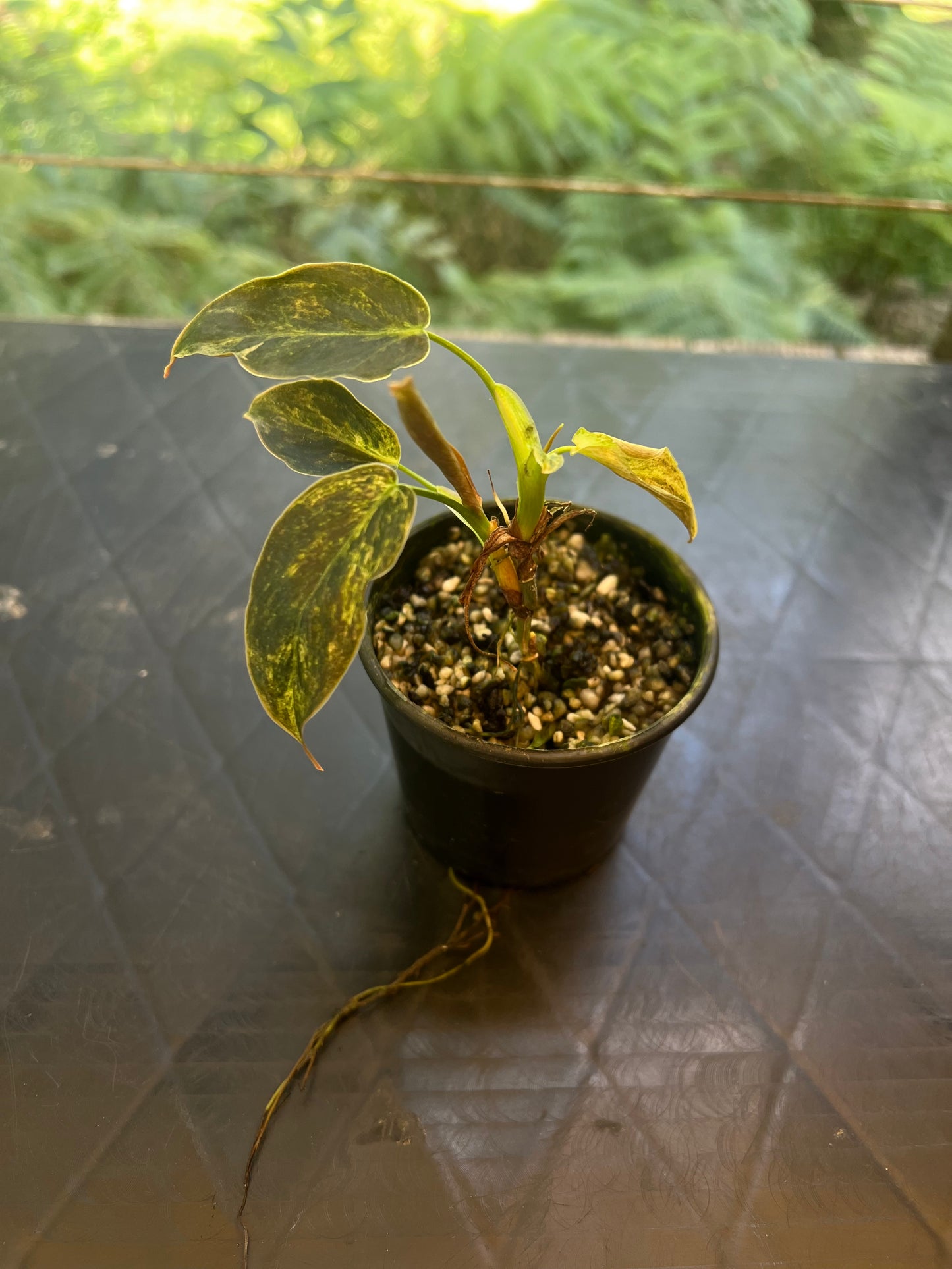 Philodendron melanochrysum x sharoniae variegated