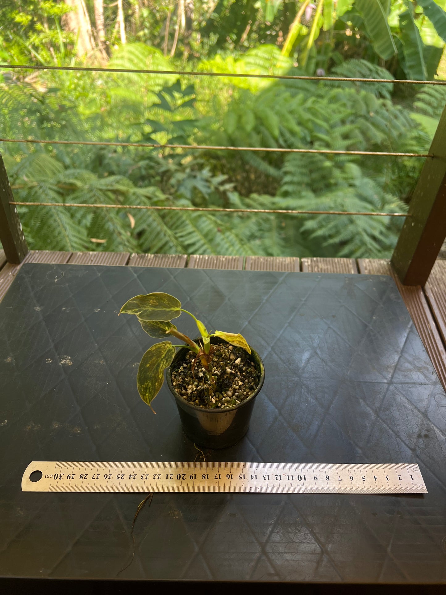 Philodendron melanochrysum x sharoniae variegated