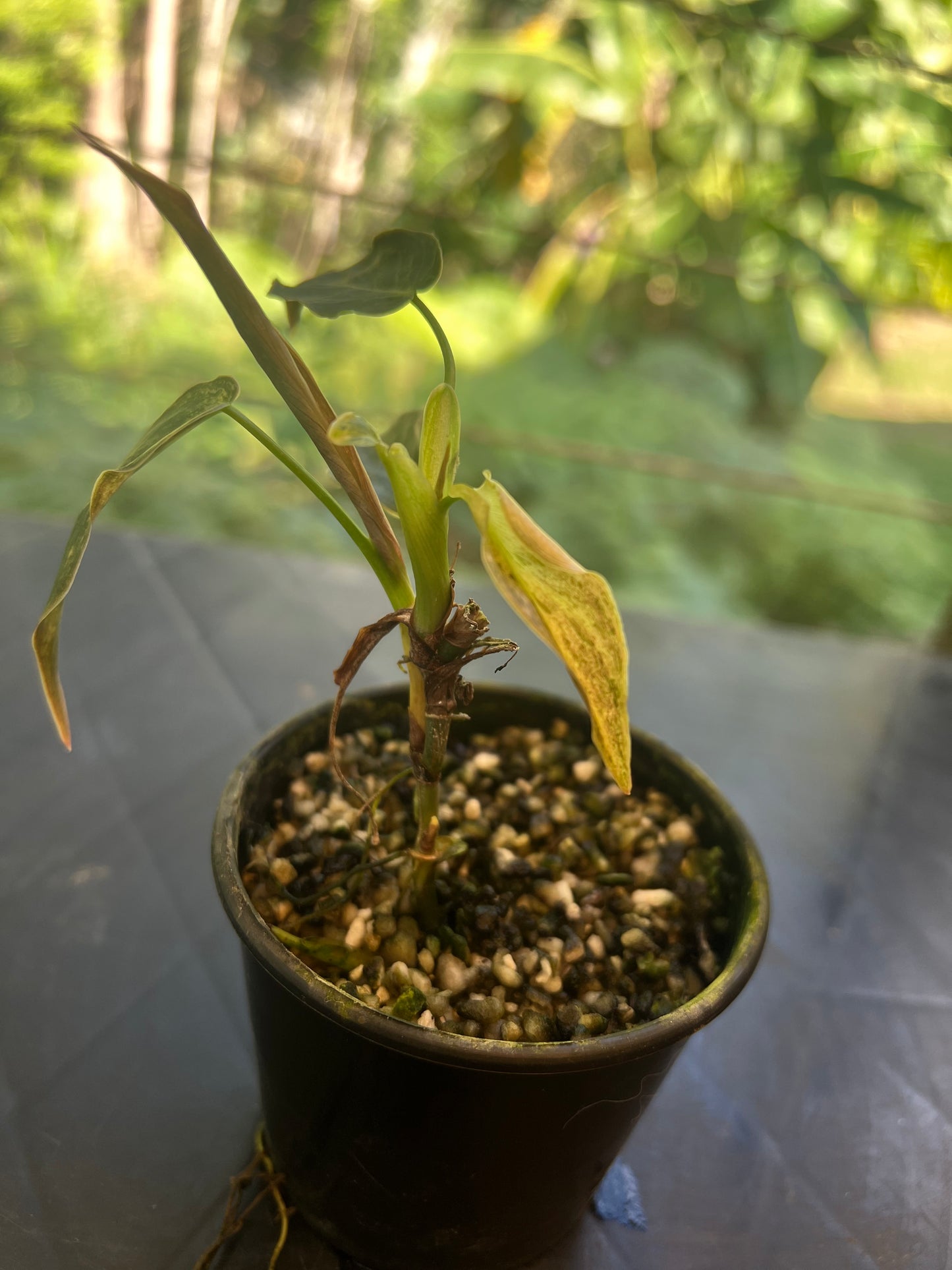 Philodendron melanochrysum x sharoniae variegated