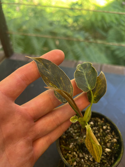 Philodendron melanochrysum x sharoniae variegated