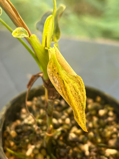 Philodendron melanochrysum x sharoniae variegated