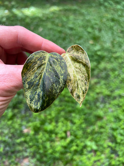 Philodendron melanochrysum x sharoniae variegated