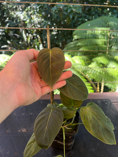 Philodendron melanochrysum x sharoniae