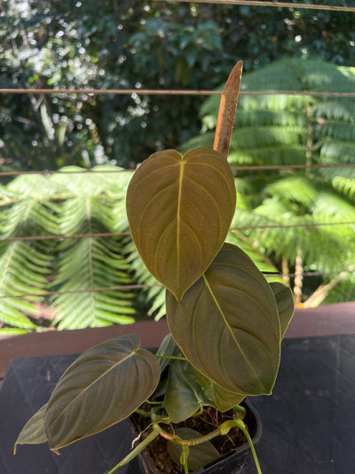 Philodendron melanochrysum x sharoniae