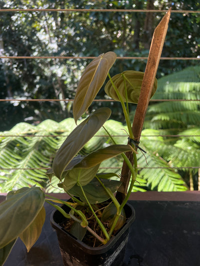 Philodendron melanochrysum x sharoniae