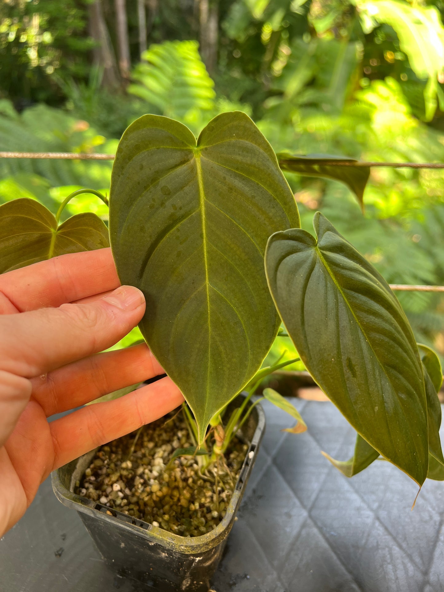Philodendron melanochrysum x sharoniae