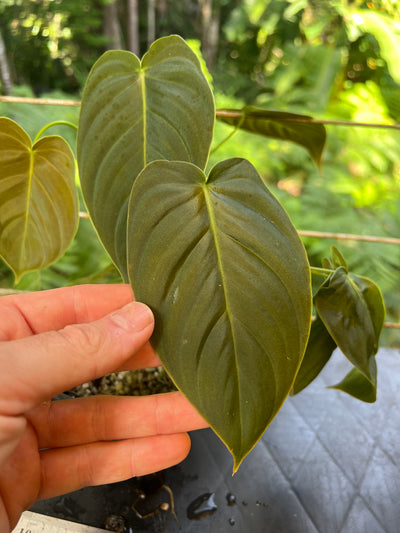 Philodendron melanochrysum x sharoniae