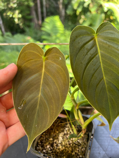Philodendron melanochrysum x sharoniae